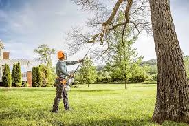 Best Tree Health Inspection  in Wallington, NJ